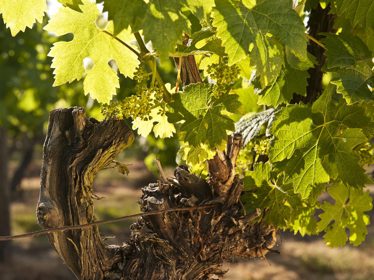 Weinprobe Worms: Weinberge des Weinguts Sandwiese in Herrnsheim